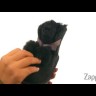 Детские угги с помпонами Kids Gita Black